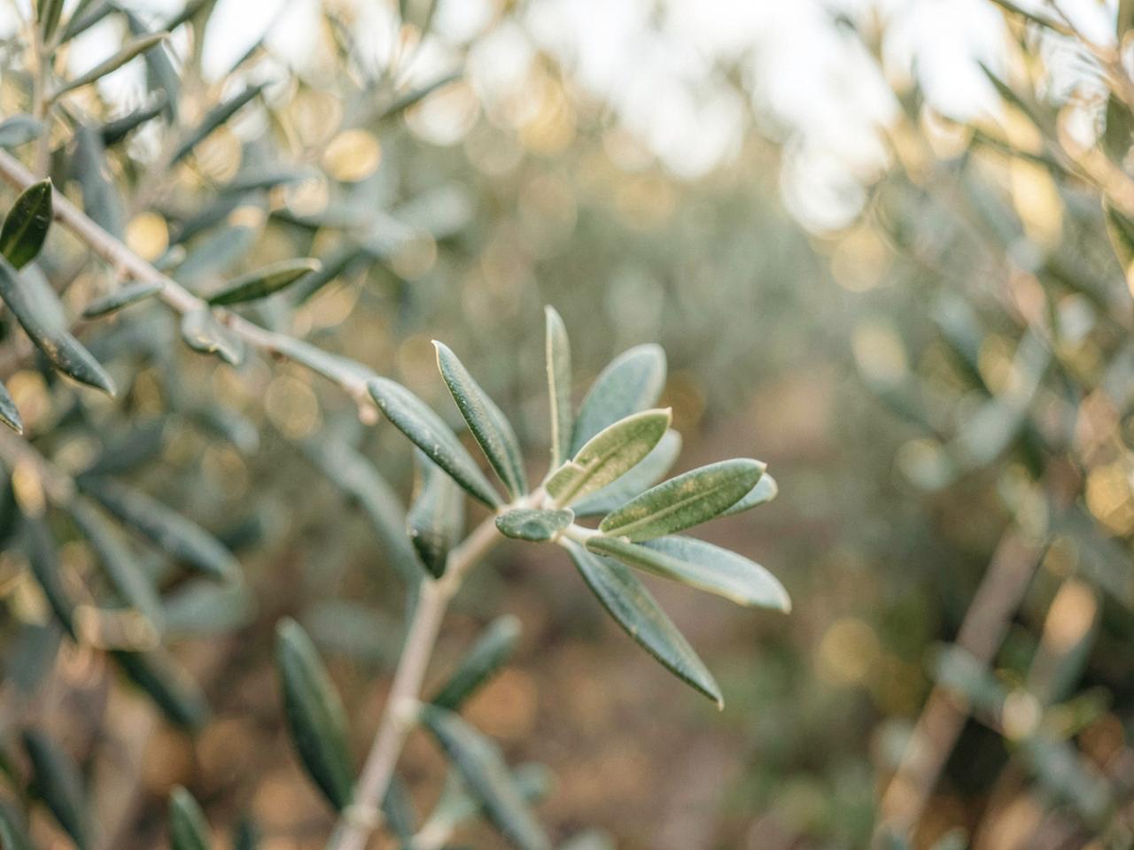 Olive Grove Land in Corfu, Greece